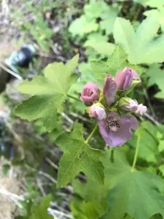 california globe mallow thumbnail 3