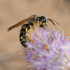 Parallel-striped Sweat Bee thumbnail 3