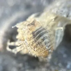 Surf Sandmole thumbnail 4