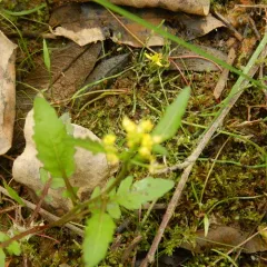 Bog Yellowcress thumbnail 3