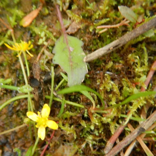 Creeping Spearwort
