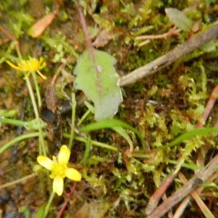 Creeping Spearwort thumbnail 1