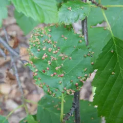 Alder Leaf Gall Mite thumbnail 3