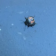 Podisus placidus thumbnail 2