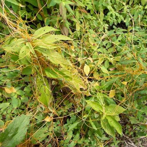 Scaldweed