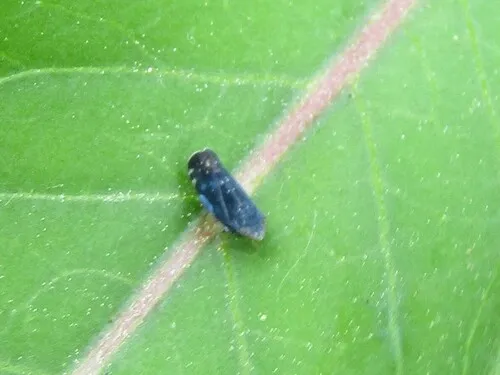 Scaphytopius nigrifrons