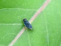 Scaphytopius nigrifrons thumbnail 1