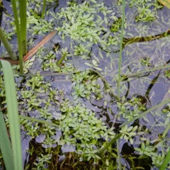 Narrow-fruited Water-starwort thumbnail 2