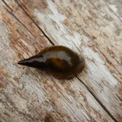 Walker's Pond Snail thumbnail 2