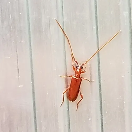 Red Longhorned Beetle