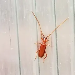 Red Longhorned Beetle thumbnail 1
