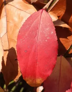Spindletree powdery mildew thumbnail 4