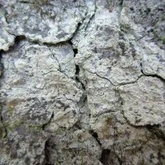 Appalachian saucer thumbnail 4