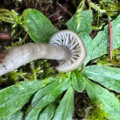 Slimy Waxcap thumbnail 4