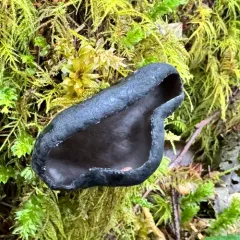 Urnula padeniana thumbnail 3