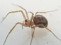 Tenuiphantes zibus thumbnail 2