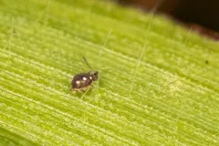 Bourletiella juanitae thumbnail 3