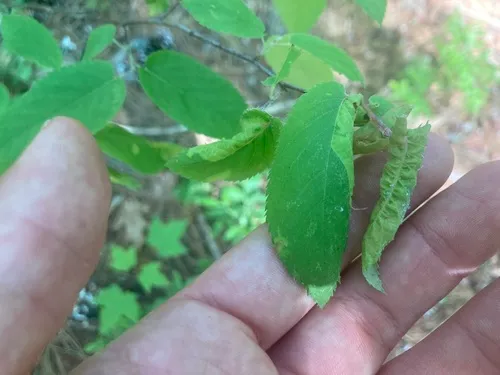 American Hophornbeam Aphid