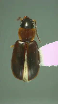 Beloved Harp Ground Beetle thumbnail 2