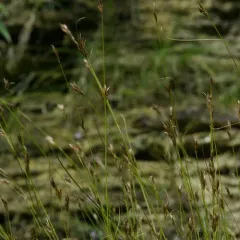 Horned Beakrush thumbnail 4