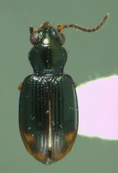 Bembidion siticum thumbnail 2