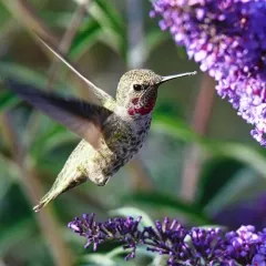 Anna's Hummingbird thumbnail 4