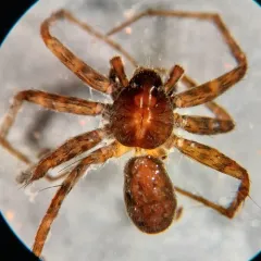 Mackenzie's Thin-legged Wolf Spider thumbnail 3