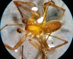Utah Funnelweb Spider thumbnail 4