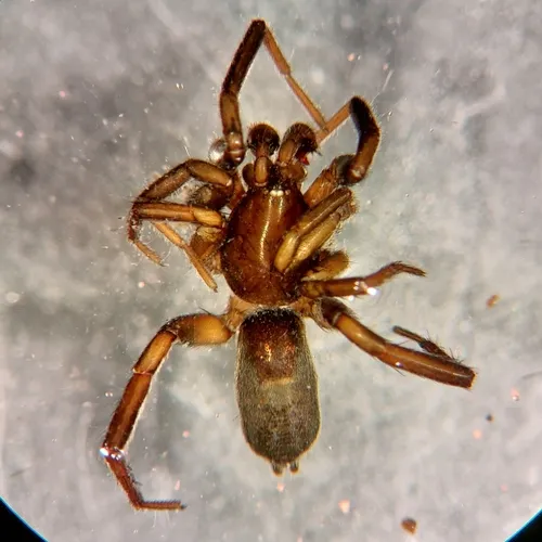 Drassyllus niger