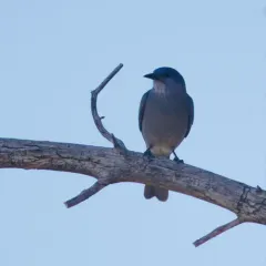 Pinyon Jay thumbnail 3
