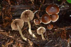 Psathyrella fragrans thumbnail 2