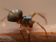 Dipoena washougalia thumbnail 2