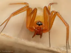 Wubana atypica thumbnail 3