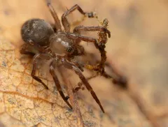 Clean Meshweaver thumbnail 3