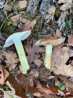 Calonarius anetholens thumbnail 1