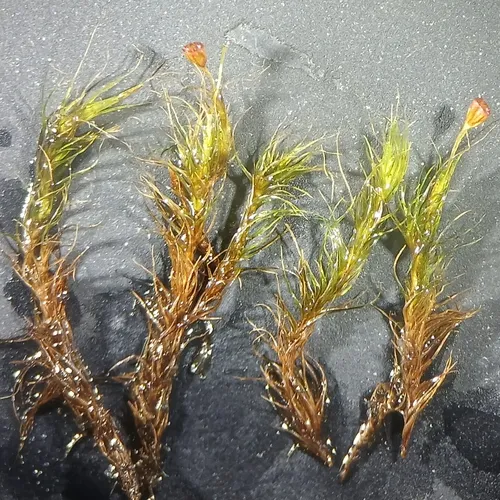 Tawny Fork Moss