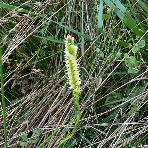 Western Ladies' Tresses