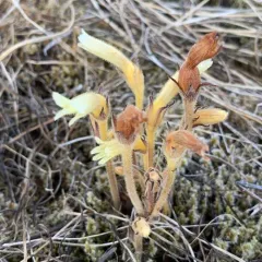 yellow clustered broomrape thumbnail 2
