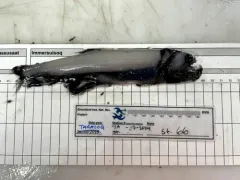 Antarctic Snaggletooth thumbnail 2