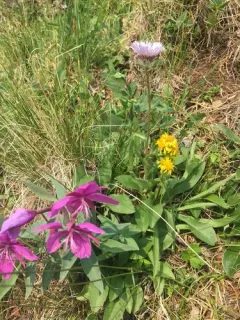 Porsild's fleabane thumbnail 2