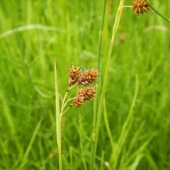 scabrous black sedge thumbnail 2