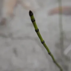variegated horsetail thumbnail 4