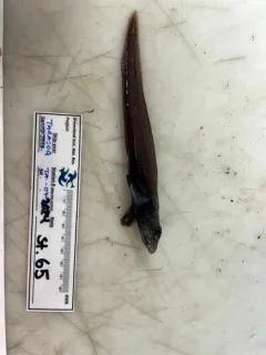 Paamiut eelpout thumbnail 3