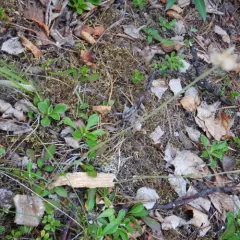 Small Pussytoes thumbnail 2