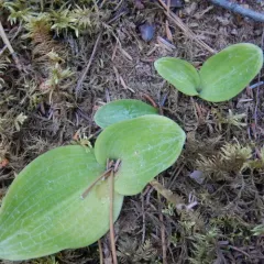 Round-leaved Bog Orchid thumbnail 1