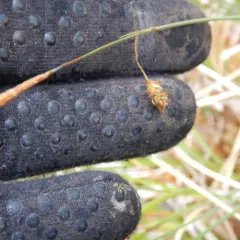 mud sedge thumbnail 3