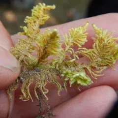 Ostrich-plume Moss thumbnail 4
