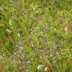 Sticky False Asphodel thumbnail 4