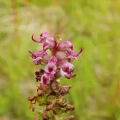 Elephant's-Head lousewort thumbnail 3
