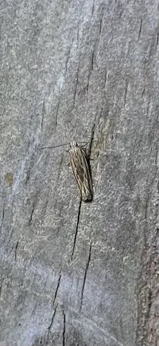 Streaked Twirler